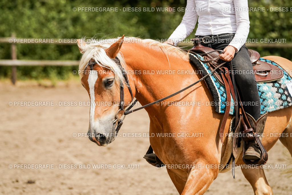 DSC00362 | Pferdegrafie