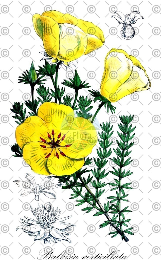 HistAbb_EMP_35614_SRC_Schlechtendal_FLORAD_SIMPLE | Historische Abbildung von Balbisia verticillata - Francoaceae | Historical Illustration of Balbisia verticillata - Francoaceae