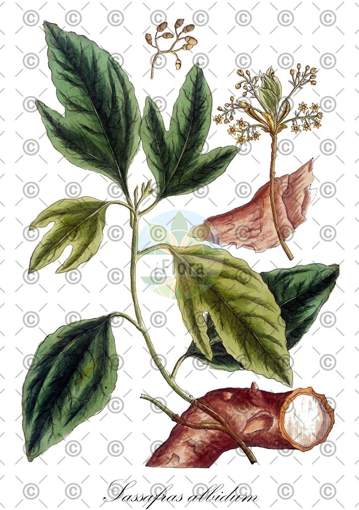 HistAbb_wfo-0000304650_1_ENZY_Simple | Historische Abbildung von Sassafras albidum - Lauraceae (Fenchelholzbaum;Fieberbaum;Nelkenzimtbaum) | Historical Illustration of Sassafras albidum - Lauraceae (filé;gombo filé;sassafras)