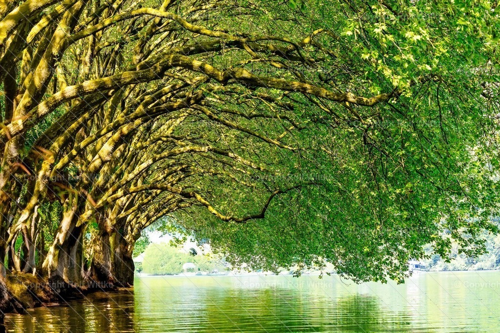 B-Allee | Rolf Wittke  - Realisiert mit Pictrs.com