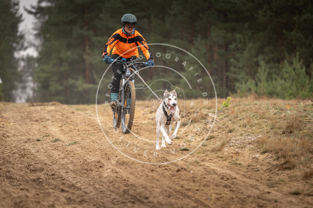 Pfotenfotografie_DV3A3624 | Hundefotografie, Tierfotograf, Pfotenfotografie, Fotoshooting Hund, Hunde Portrait, Hundesport, Hundeportraits, Heideshooting, Hunde, Sportfotograf, Hundefotograf, Turnierhundsport, THS,  - Realisiert mit Pictrs.com