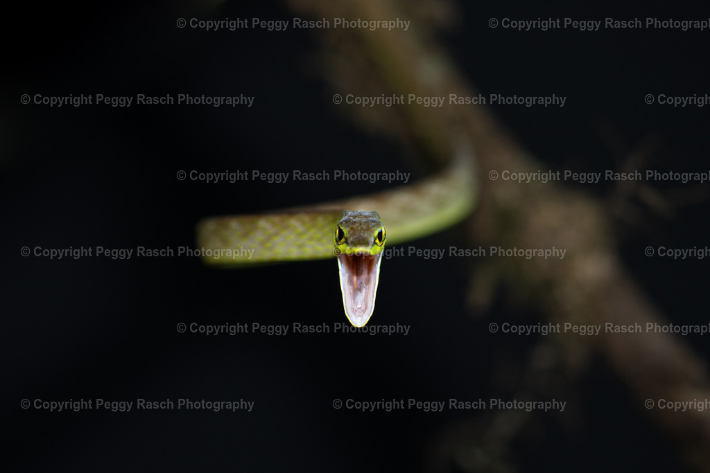 Schlange (7) | PeggyRaschPhotography - Realisiert mit Pictrs.com