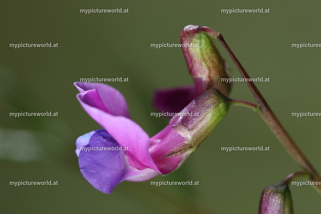 Frühlings-Platterbse-006 | Das Bilderarchiv über Tiere, Planzen und Landschaften. In der Bilddatenbank finden Sie ein große Auswahl an hochwertigen Bilder für Ihre Werbung - Realized with Pictrs.com