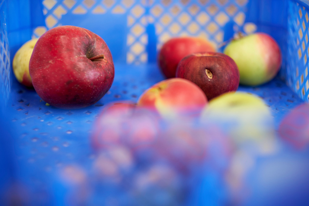 Gesammelte Äpfel in blauer Kiste | Austria - September 23, 2019: Gesammelte Äpfel in blauer Kiste. - Realisiert mit Pictrs.com
