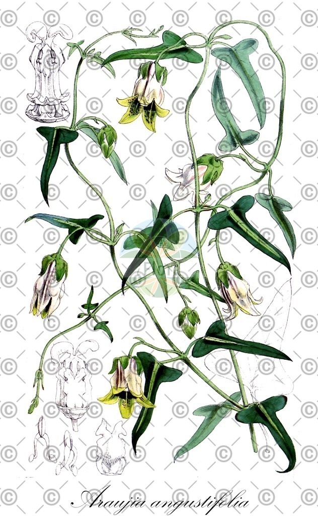 HistAbb_wfo-0001043883_1_ENZY_Simple | Historische Abbildung von Araujia angustifolia - Apocynaceae | Historical Illustration of Araujia angustifolia - Apocynaceae