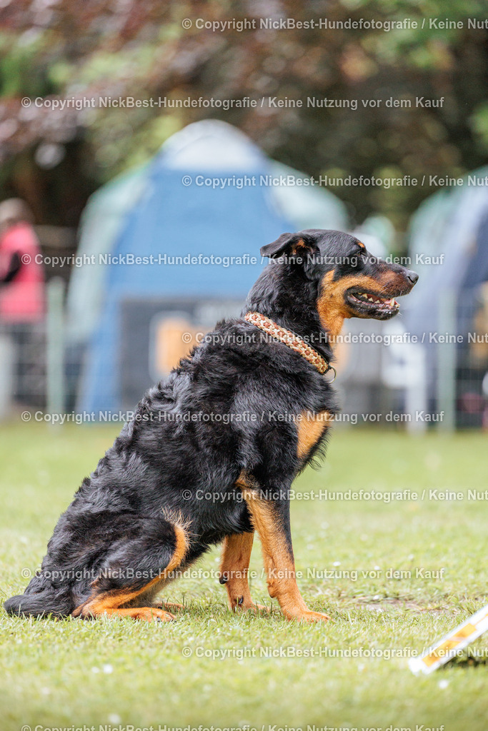 RO-Blumenthal-2026-Nickbest-Hundefotografie-2653 | Dein Hund! Dein Moment! Deine Erinnerungen! Hundefotografie in Bremen Blumenthal. Ich fange die besonderen Momente deines Vierbeiners ein – ob Indoor mit Blitzanlage oder in der freien Natur. Sicher dir dein Moment und dein Termin für eure Erinnerungen.