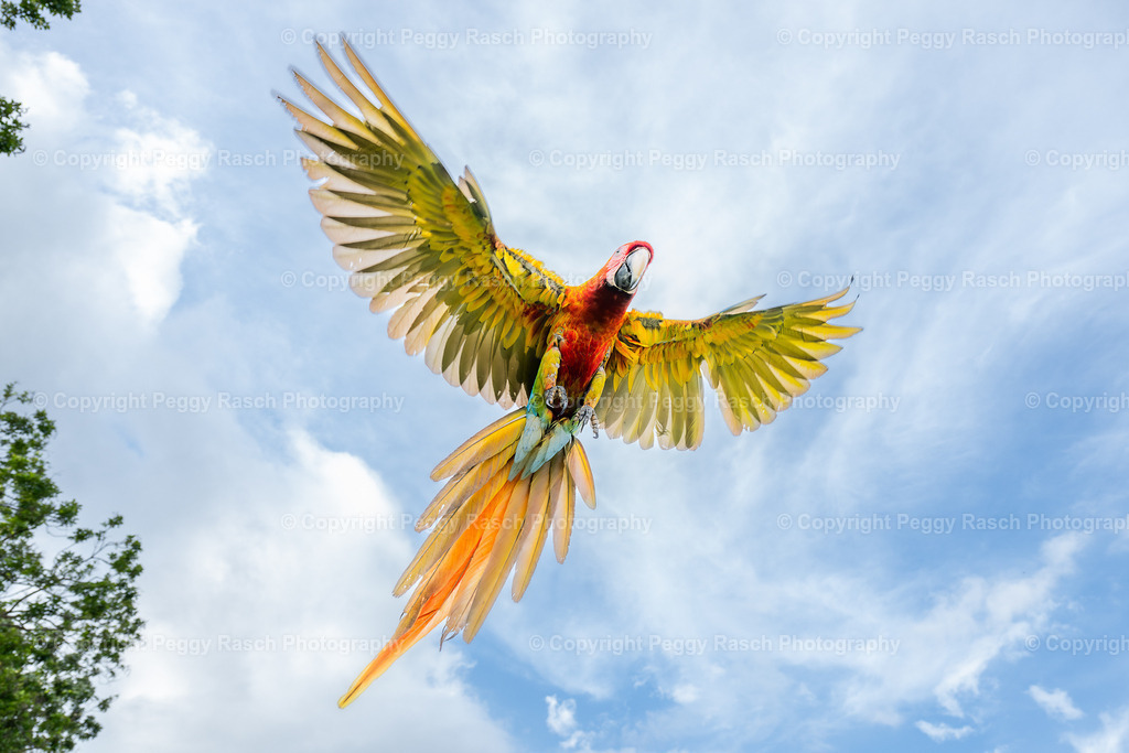 Ara (10) | PeggyRaschPhotography - Realisiert mit Pictrs.com