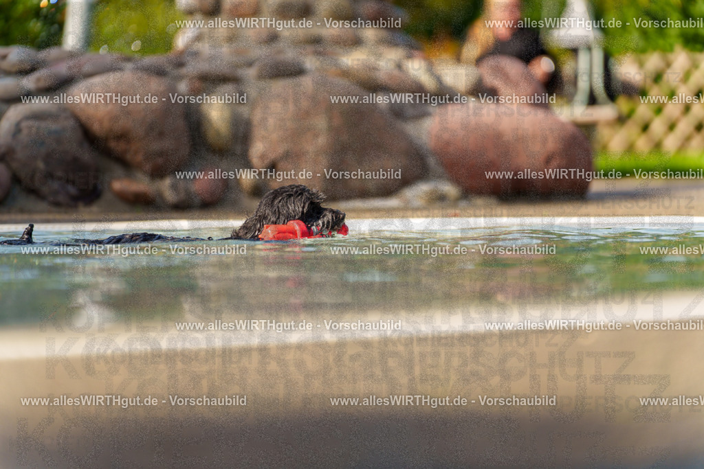 Hundeschwimmen_Grefrath_2026-allesWIRTHgut_Tierfotografie-13_12-7R508308 | Professionelle Tierfotografie in Mönchengladbach von Daniel Wirth (allesWIRTHgut). Liebevolle & natürliche Bilder von Hunden & Katzen für unvergessliche Erinnerungen.