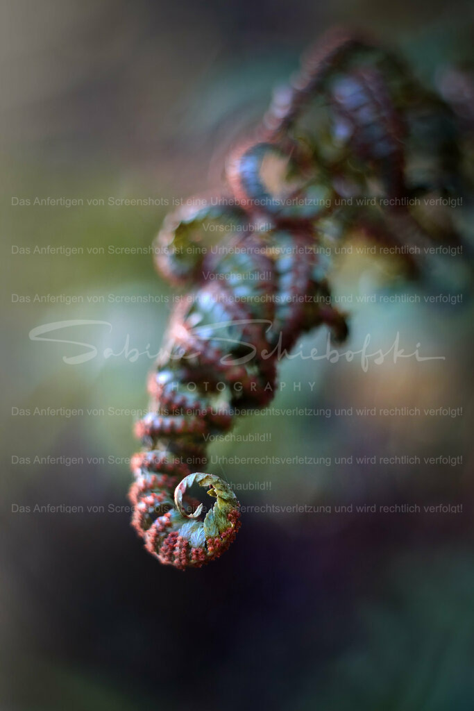 Wandbild Farn | People- und Tierfotografie, Imageaufnahmen, Veranstaltungsfotografie und Wandbilder aus der Natur ★ Made in Germany ✔️ Druck + Downloads ✔️ Naturfotografie in Top Qualität ★ schneller Versand, weltweite Lieferung! - Realisiert mit Pictrs.com