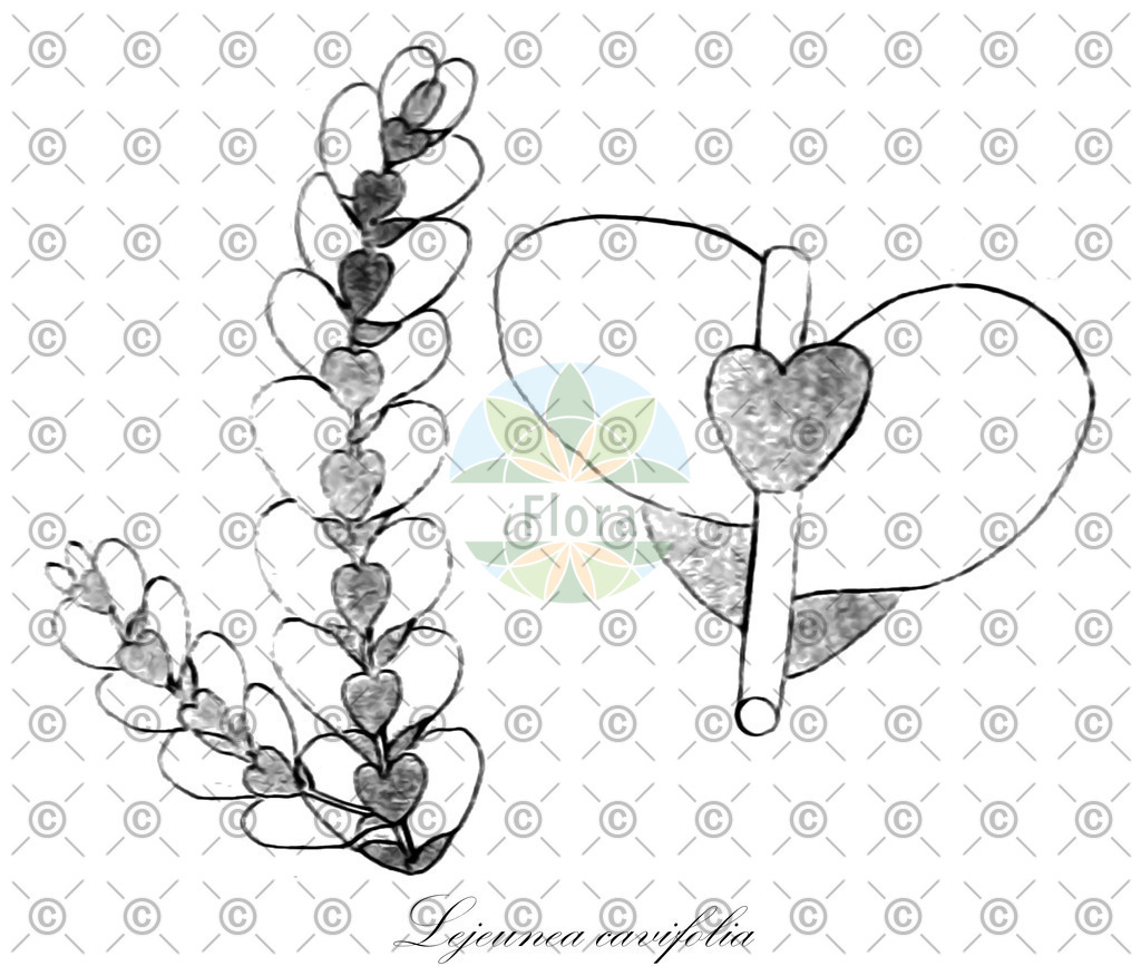 HistAbb_BV7_1_ENZY_Simple | Historische Abbildung von Lejeunea cavifolia - Lejeuneaceae | Historical Illustration of Lejeunea cavifolia - Lejeuneaceae