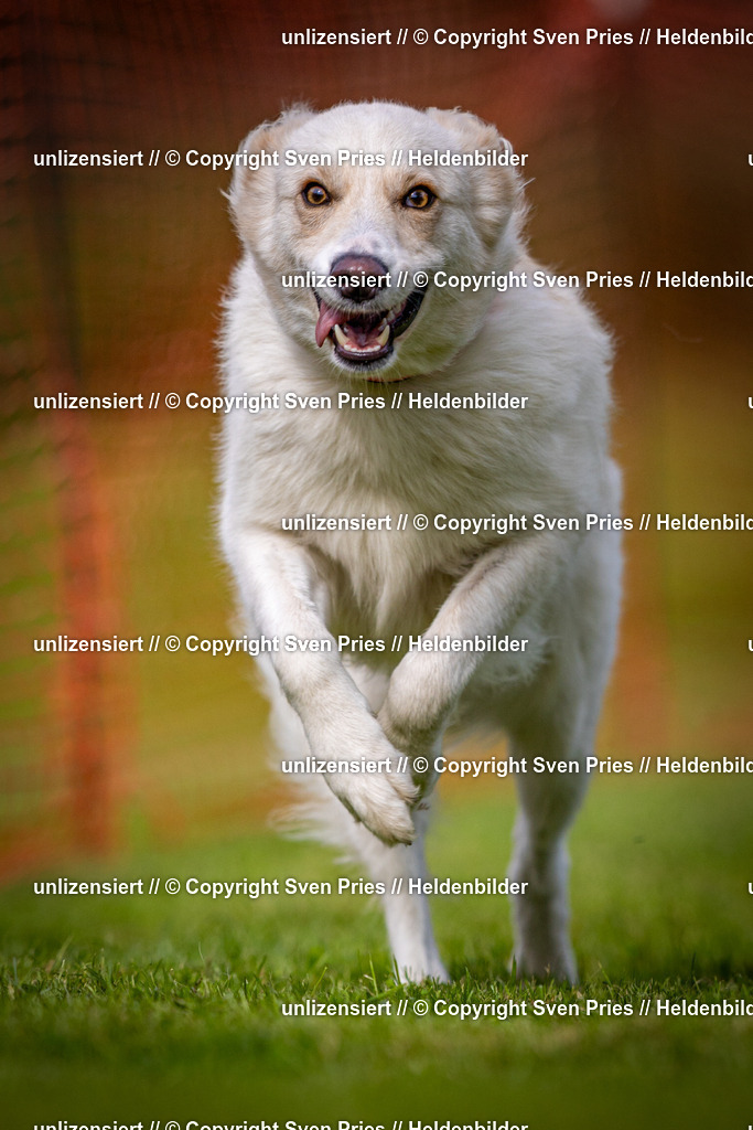 Sven Pries | 2024-09-22 - Hunderennen Baden-BadenPudelverein - Realisiert mit Pictrs.com