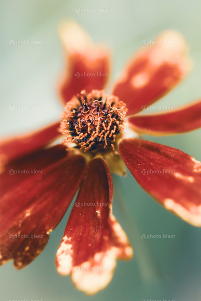 Färber-Mädchenauge | Eine Blüte der Sommerpflanze. - Realisiert mit Pictrs.com