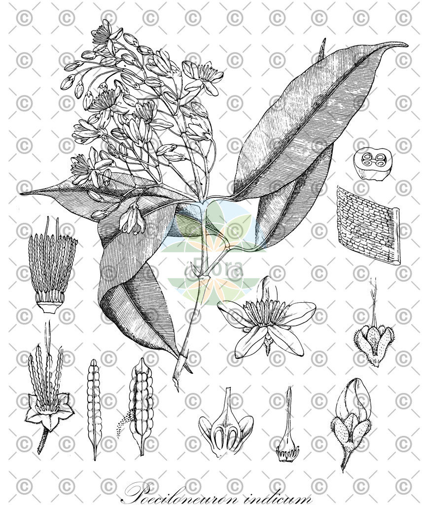 HistAbb_wfo-0001131588_1_ENZY_Simple | Historische Abbildung von Poeciloneuron indicum - Calophyllaceae | Historical Illustration of Poeciloneuron indicum - Calophyllaceae