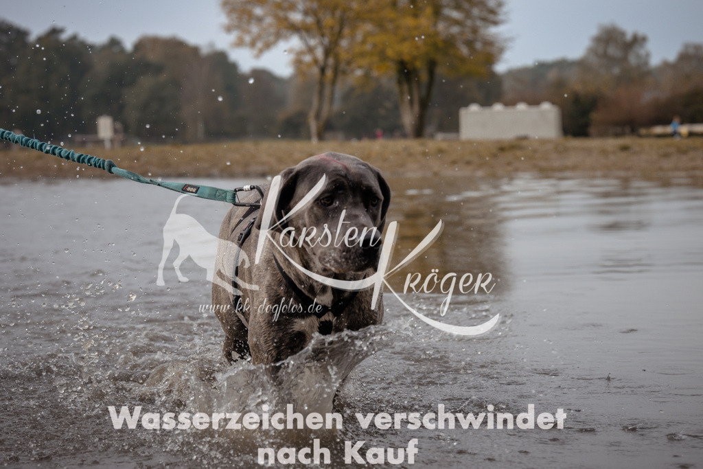 1119_ZZ93958 | kk-dogfotos
