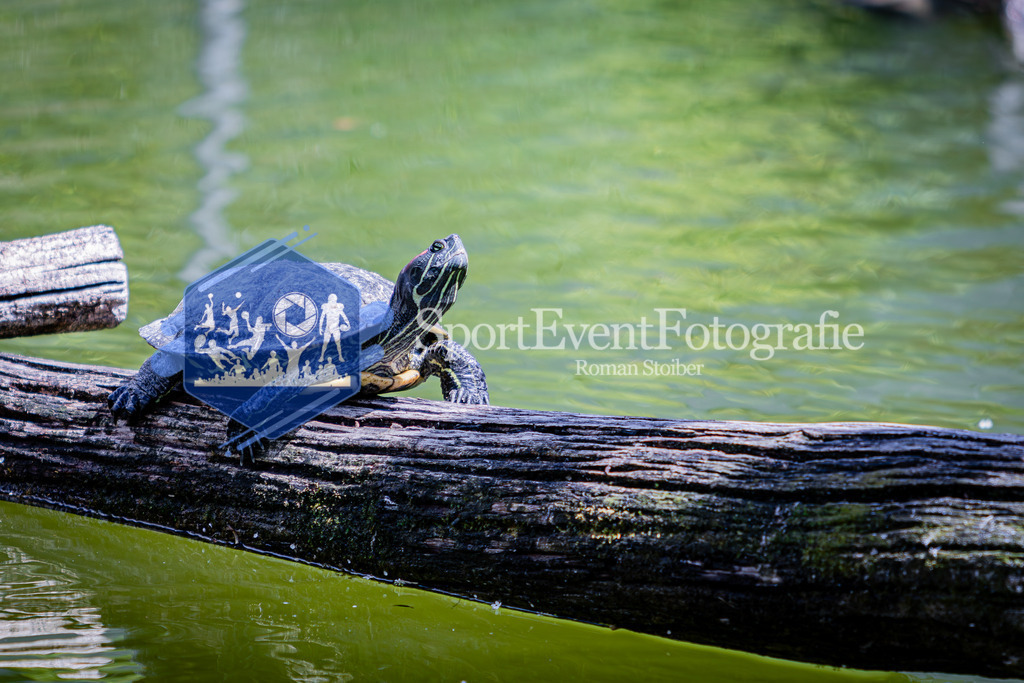 IMG_6736 | SportEventFotografie - Roman Stoiber