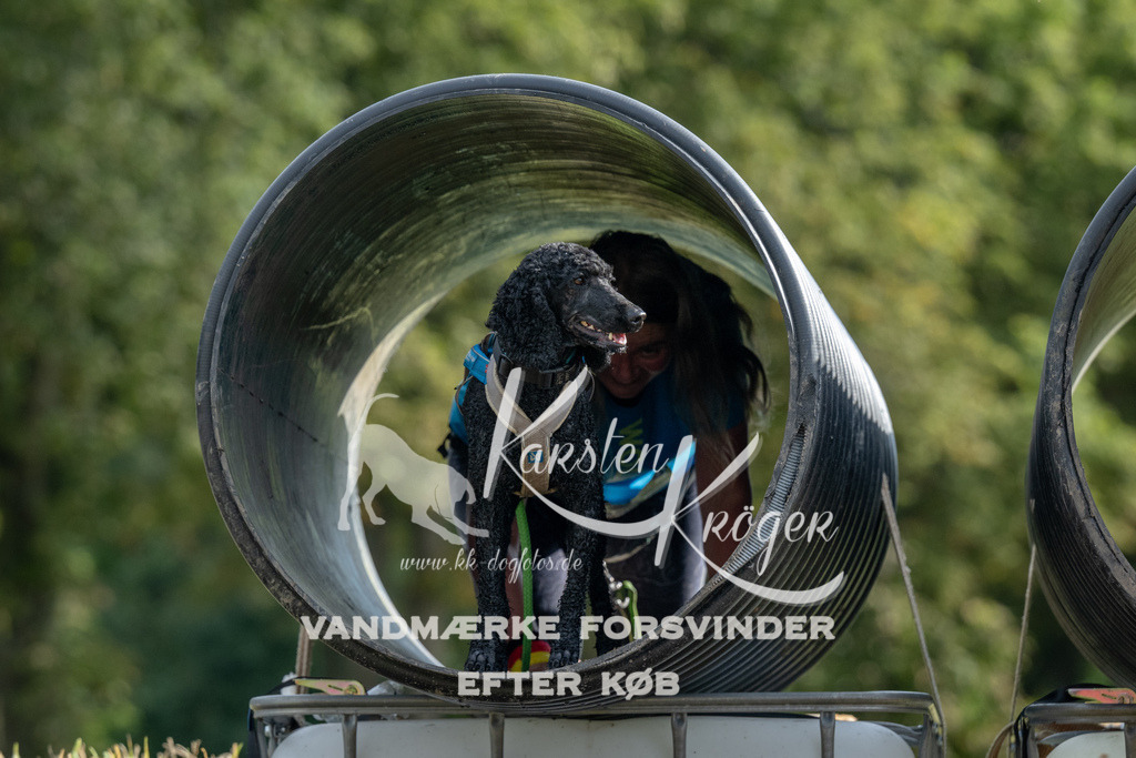 0944_ZZ90979 | kk-dogfotos
