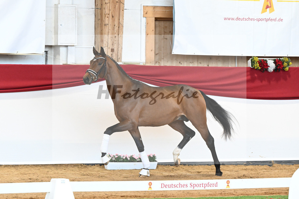 Kat-Nr. 56 Va Pensiero x Desperados_Gestuet Greim_43230811 | hf-fotografie - Realisiert mit Pictrs.com