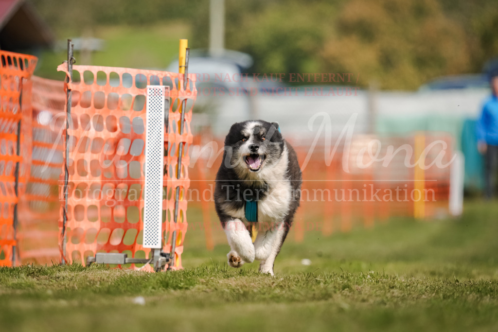 20250928_Hunderennen-365 | MuT (Mensch und Tier) mit Mona - Fotografie und Tierkommunikation - Realisiert mit Pictrs.com