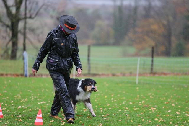 2025_Rally_Obedience_SM-138 | Ich fotografiere Hundeausstellungen, Sportanlässe, Zuchtstätten, Hundezucht, Hundeportrait, Lagotto - Realisiert mit Pictrs.com