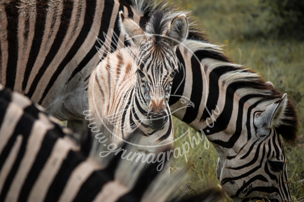 among the herd - plains zebra_ kenya | Fine-Art Wildlife Fotografie eines Zebrafohlens inmitten seiner schützenden Herde. Ein natürlicher, authentischer Moment aus Afrika mit weichen Farben, ruhiger Komposition und dem charakteristischen Grumagraphy-Look. Perfekt für hochwertige Wandbilder, Galerieprints und Interior Design.Das Zebrafohlen steht im Zentrum der Szene, umrahmt von grafischen Zebra-Streifen und einer dezenten, natürlichen Umgebung – ideal für alle, die reduzierte, ästhetische und echte Wildlife-Kunst schätzen. 