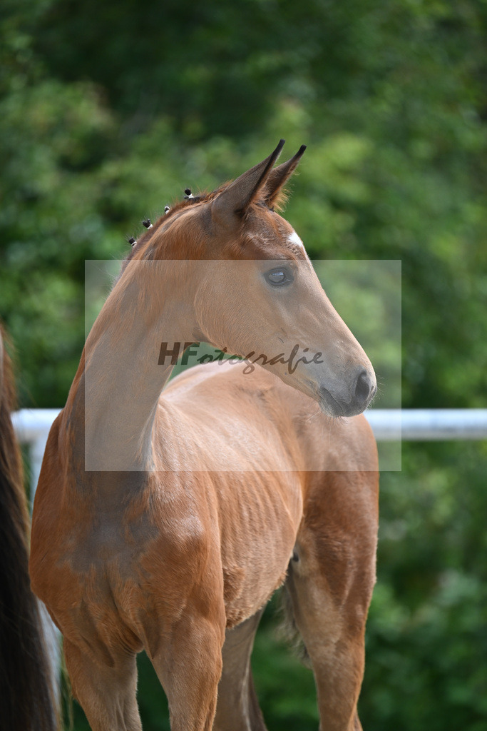 Sir Gribaldi x Florencio I_SF_Gestuet Greim_20240793 | hf-fotografie - Realisiert mit Pictrs.com