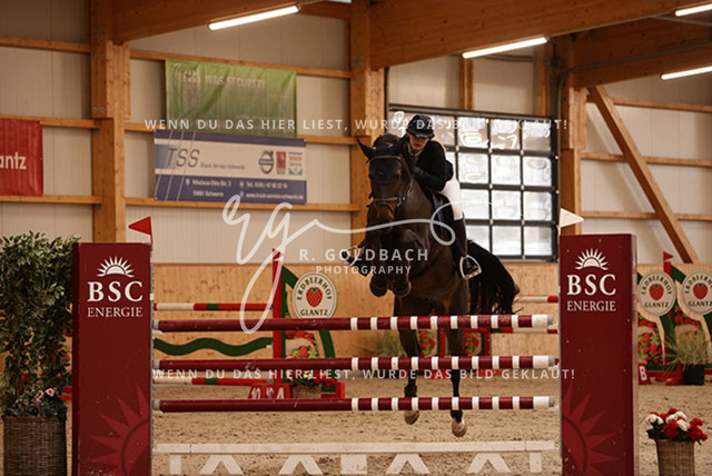 1J2A6631Alexa Burmeister_ Catania 131_ Kn091_ Glantz_ Hohen Wieschendorf | Foto- und Videografie für alles rund ums Pferd. Hochwertige Bilder und Videos vom Spring- und Dressurreiten, Voltigieren & mehr. Jetzt aktuelle Veranstaltungen und Preise im Shop ansehen. - Realisiert mit Pictrs.com