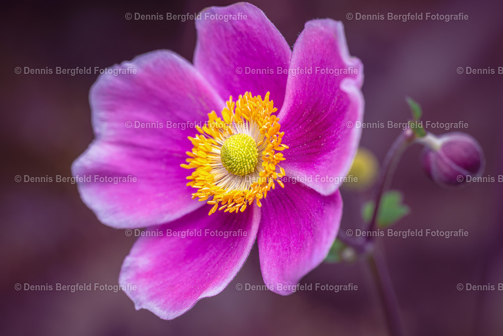 Anemone | Entdecken Sie Natur, Makro und Tierfotografie von Dennis Bergfeld.Besondere Momente und Details der Natur, hochwertig als Foto und Wandbild erhältlich. - Realisiert mit Pictrs.com
