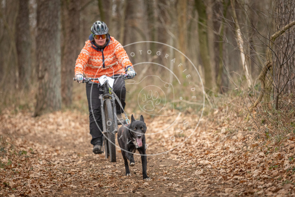 Pfotenfotografie_DV3A0328 | Hundefotografie, Tierfotograf, Pfotenfotografie, Fotoshooting Hund, Hunde Portrait, Hundesport, Hundeportraits, Heideshooting, Hunde, Sportfotograf, Hundefotograf, Turnierhundsport, THS,  - Realisiert mit Pictrs.com