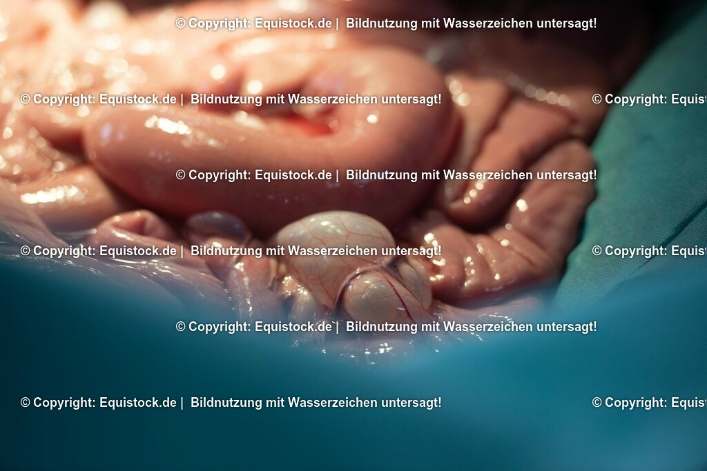 20191022_Kolik_OP_0090 | equistock