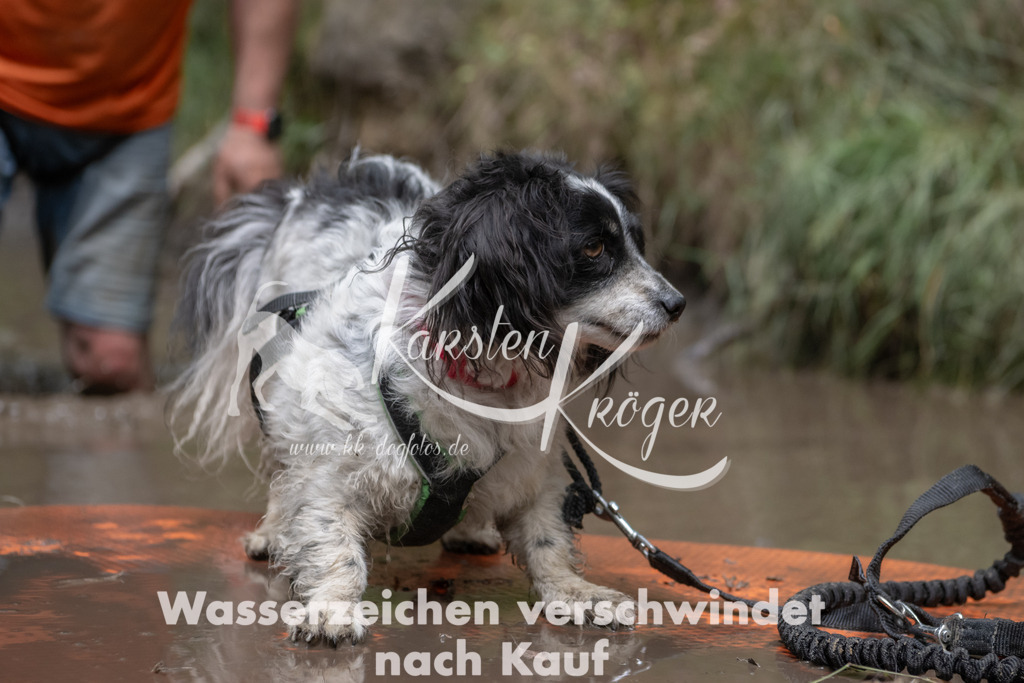 1347_ZZ95897 | kk-dogfotos