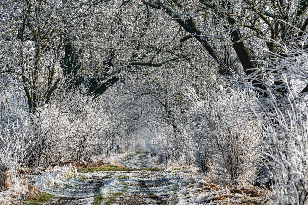 10049-13516 - Winterzauber im Großen Bruch | Stockfoto und Bilderpool mit Bildmaterial aus Deutschland, dem Harz, Halberstadt, Quedlinburg, Wernigerode und weltweit. Qualitativ hochwertige und professionelle Fotos anschauen und kaufen. - Realisiert mit Pictrs.com
