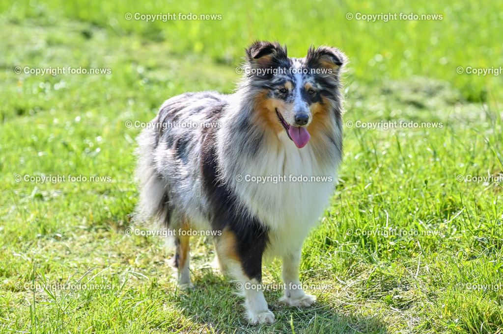 Hunde_ Shelties_ 26.05.2023-37 | 26.05.2023, Povazska Bystrica, SVK, Hund, Hunde, im Bild Dog, Hund, Sheltie, Shetland Sheepdog

Bakari, Iris, Arrigo, Ashley, Amy, Abbey