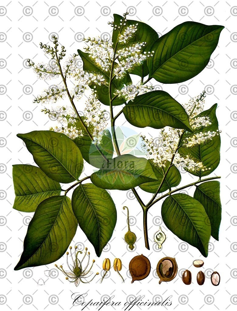 HistAbb_wfo-0000921608_1_ENZY_Simple | Historische Abbildung von Copaifera officinalis - Fabaceae (Kopaira-Baum;Kopaivabalsam) | Historical Illustration of Copaifera officinalis - Fabaceae