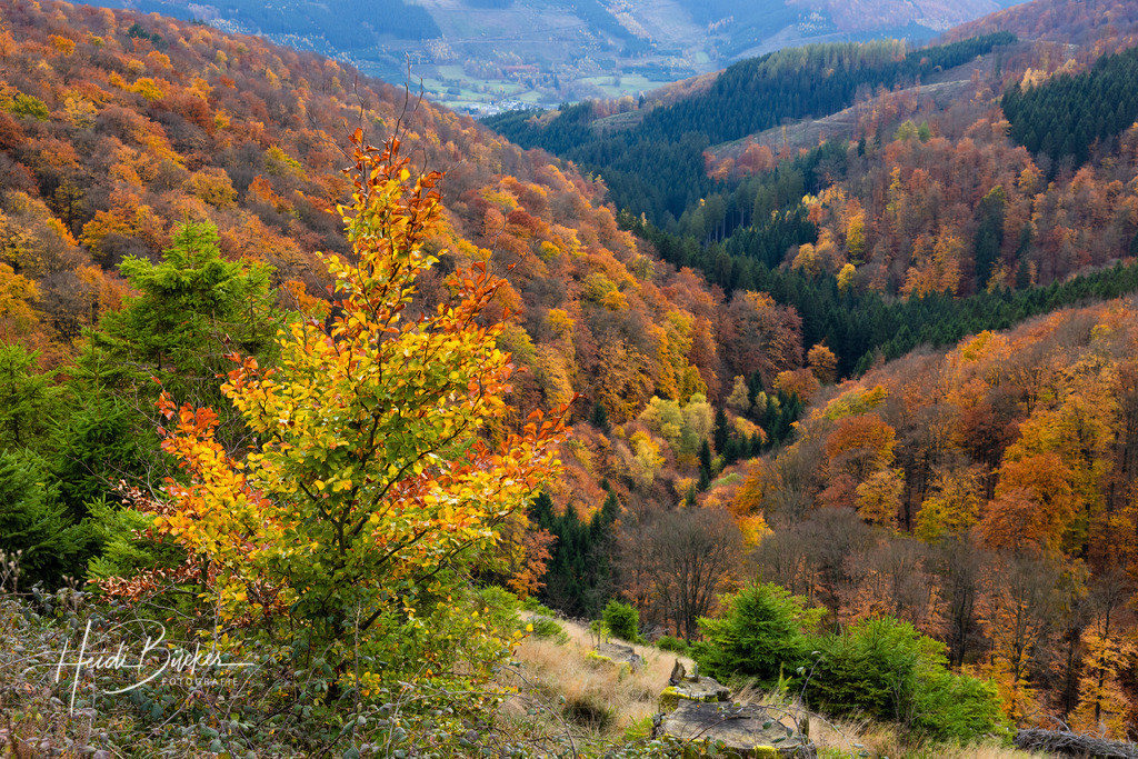 Herbst im Sauerland | Herbst im Sauerland - Realisiert mit Pictrs.com
