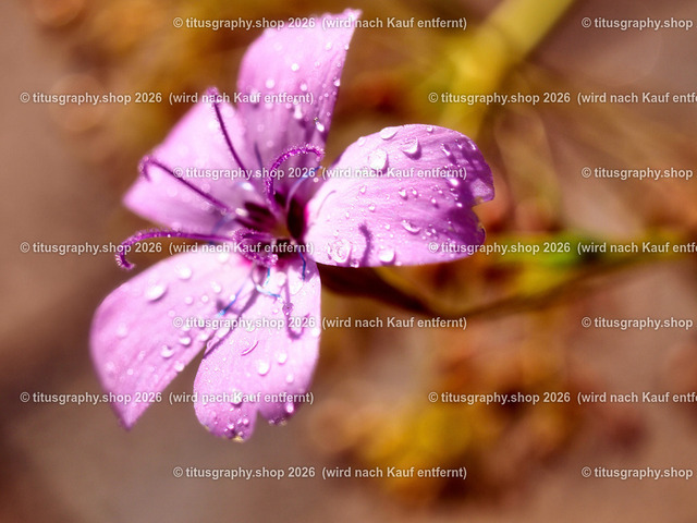 PA221885-topaz-sharpen-ln-1 | Fotokunstarbeit aus der INSTAGRAM-Gallerie auf titusgraphy.eu - Realisiert mit Pictrs.com