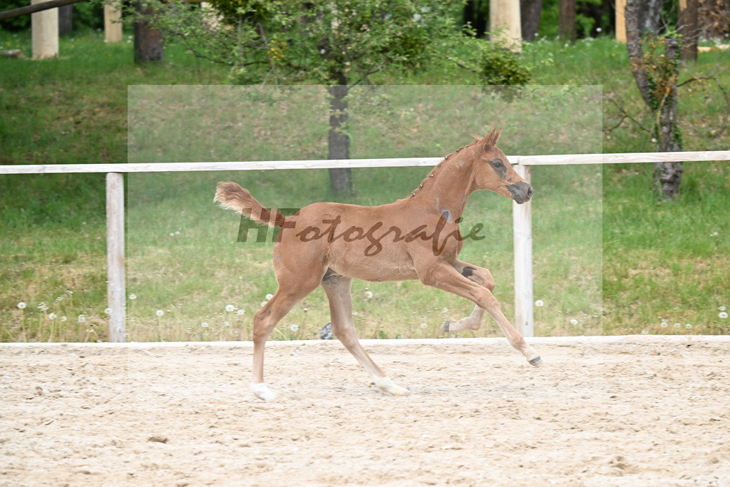 Kat-Nr. 16 HF Emerald v h Ruytershof x Manchester vant Paradijs_Schroetzlmair_24260714 | hf-fotografie - Realisiert mit Pictrs.com
