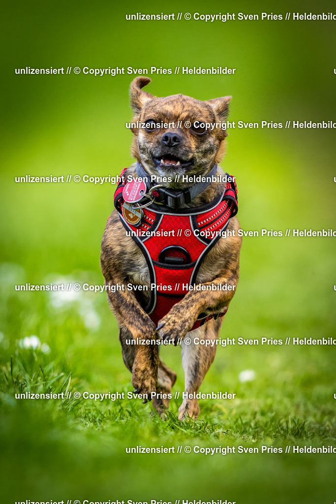 Sven Pries | 2025-04-13 - Hunderennen Baden-Baden - Realisiert mit Pictrs.com