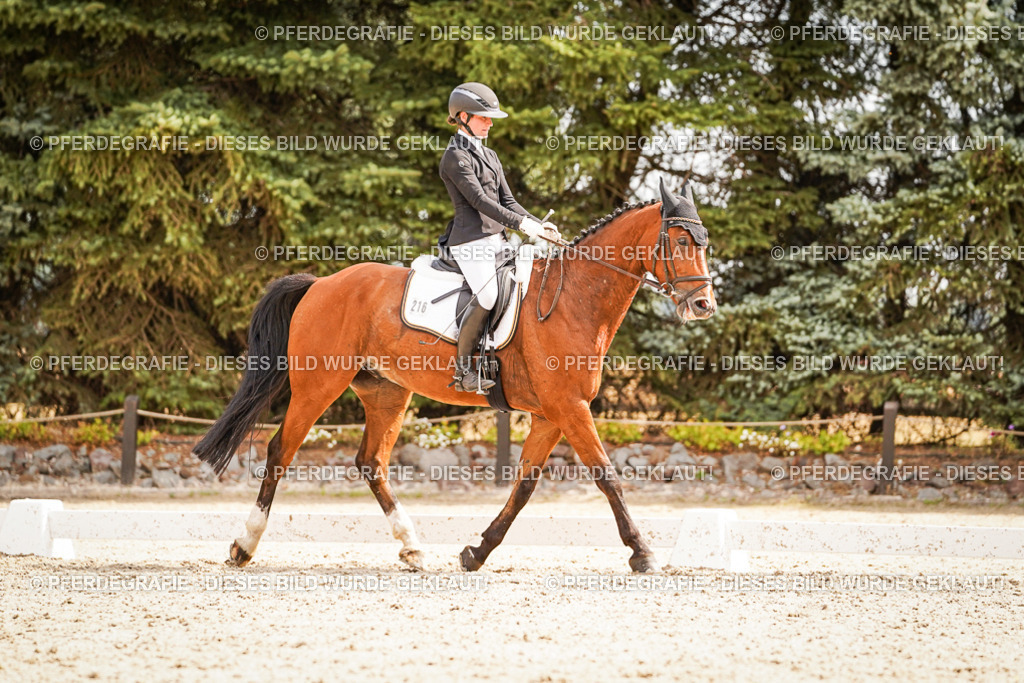 DSC01738 | Pferdegrafie