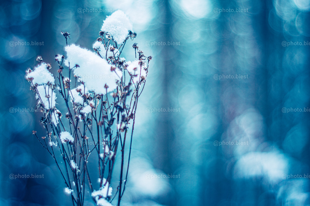 Der Eiswald | Pflanzen, mit Schnee bedeckt im Wald. - Realisiert mit Pictrs.com