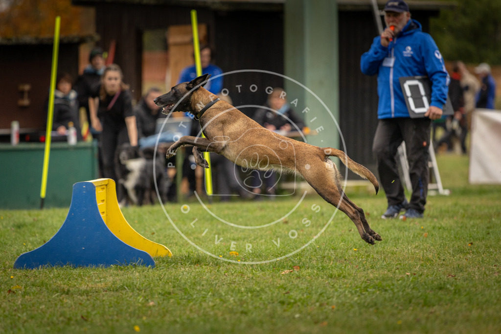 Pfotenfotografie_DV3A6350 | Hundefotografie, Tierfotograf, Pfotenfotografie, Fotoshooting Hund, Hunde Portrait, Hundesport, Hundeportraits, Heideshooting, Hunde, Sportfotograf, Hundefotograf, Turnierhundsport, THS,  - Realisiert mit Pictrs.com