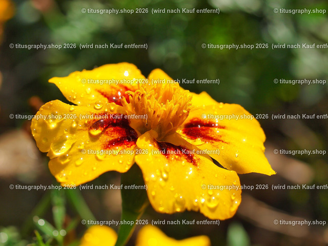titusgraphy-PA221833-ln | titusgraphy-shop: Geschenkideen mit Qualitätsfotos. titusgraphy-shop: gift ideas with quality photos. titusgraphy-shop: idées cadeaux avec photos de qualité.  - Realisiert mit Pictrs.com