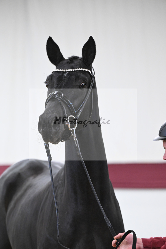 Kat-Nr. 58 Feliciano x San Amour I_Ida Vavrikova_47252155 | hf-fotografie - Realisiert mit Pictrs.com