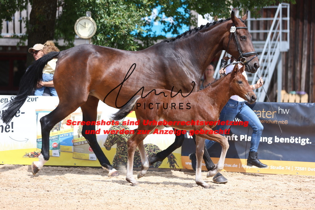 Fohlenschau_Schwäbisch_Hall_dressurbetonte_Fohlen_KN 13_14 | lmwpictures - Realisiert mit Pictrs.com