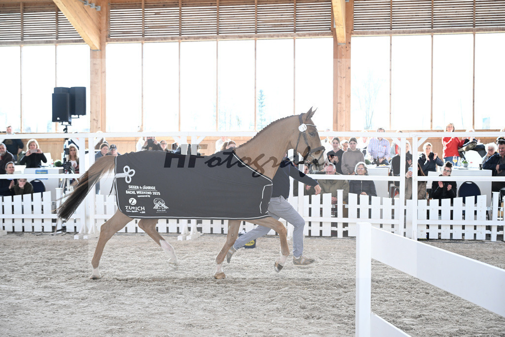 Kat-Nr. 52 Amir VT Z v. Aganix du Seigneur_Neukirch_5251931 | hf-fotografie - Realizzato con Pictrs.com
