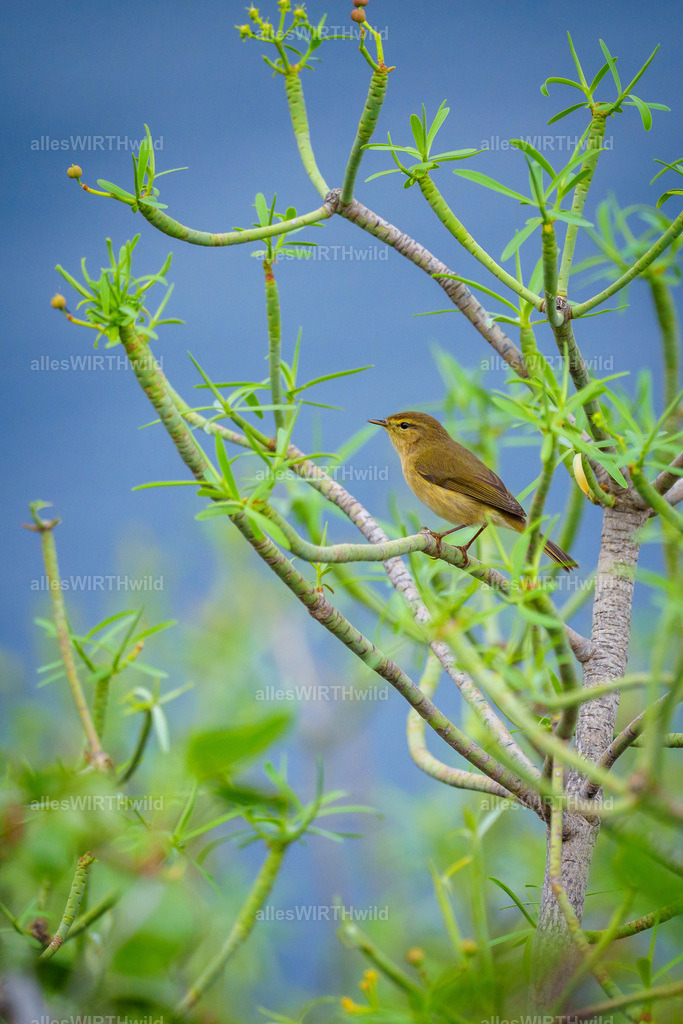 allesWIRTHgut Tierfotografie - allesWIRTHgut.de - 7IV09268 | Entdecke die faszinierende Welt der Natur- und Wildlife-Fotografie von Daniel und Bärbel. Inspirierende Bilder von wilden Tieren und kleinen Naturwundern.