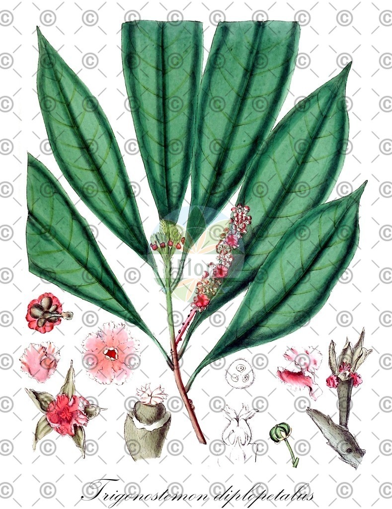 HistAbb_wfo-0000750229_1_ENZY_Simple | Historische Abbildung von Trigonostemon diplopetalus - Euphorbiaceae | Historical Illustration of Trigonostemon diplopetalus - Euphorbiaceae