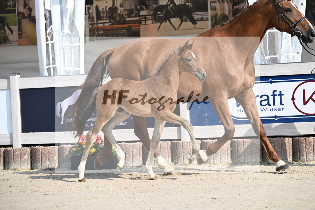 Fuerst Zonik x Vitalis_SF_Haering_12250011 | hf-fotografie - Realisiert mit Pictrs.com