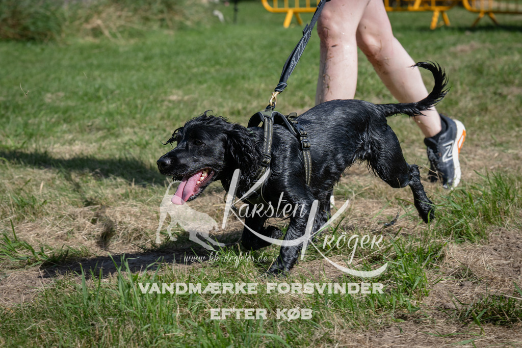 1056_ZZ99799 | kk-dogfotos