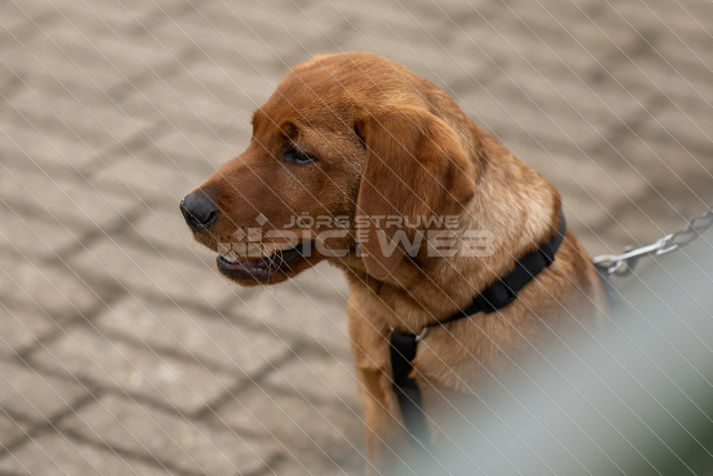 20250706_Picselweb-Fotografie_1R3_2004 | Dein Fotograf aus dem Landkreis Stade für Sport und Events - Realisiert mit Pictrs.com