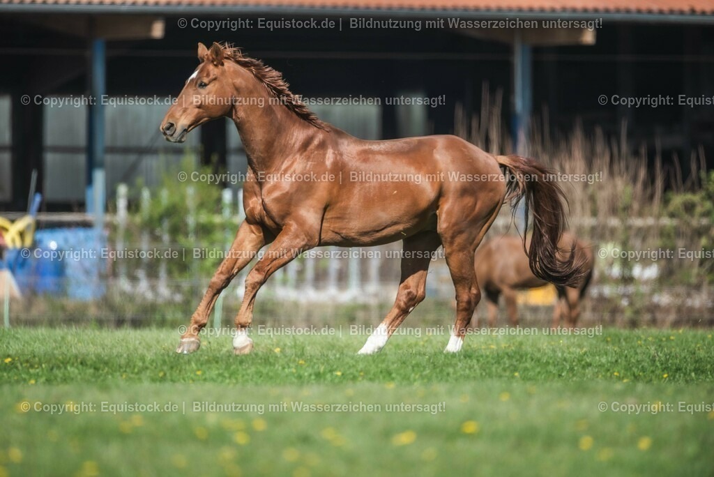 20210426_Pferd-auf-Koppel_0031 | equistock